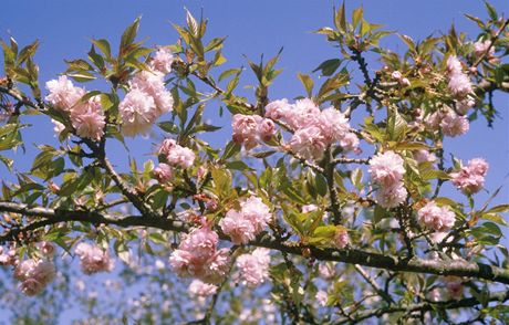 Kvetouc okrasn tee (Prunus serrualata Kiku shidare sakura) by mla