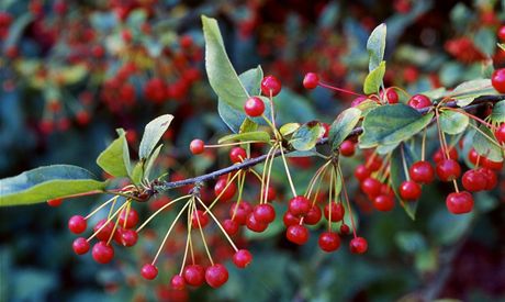 Okrasn jablo (Malus sargentii) na jae ble kvete, na podzim zahradu zdob