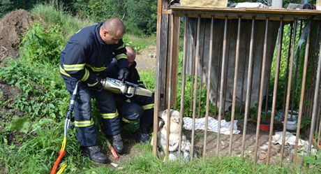 Hasii vyproují uvznného psa v liberecké ásti Rodol.