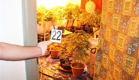 Policie v dom u Uherského Hradit odhalila pstírnu marihuany a varnu