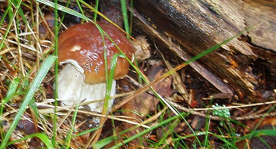 Senior odeel ped týdnem na houby, v sobotu ho dalí houba nael v lese mrtvého. Ilustraní snímek