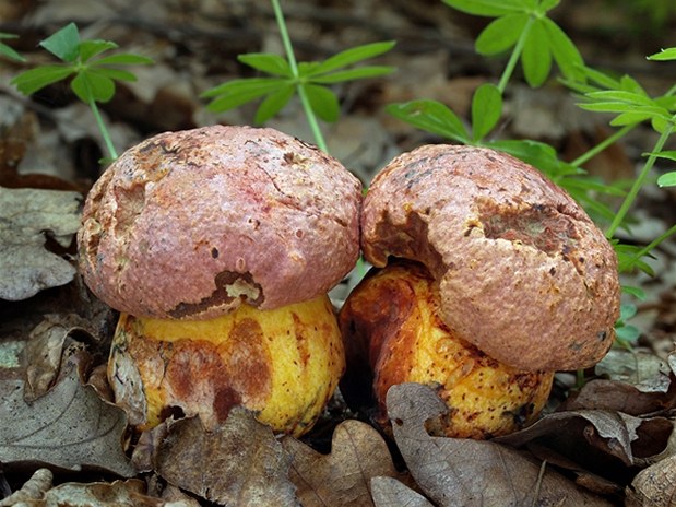 H�ib rudonachový