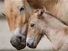 Mládě koně Převalského těsně po narození (2. 8. 2011) 