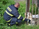 Hasii vyproují uvznného psa v liberecké ásti Rodol.