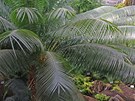 Strom cykasu v areálu liberecké botanické zahrady