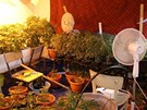 Policie v dom u Uherského Hradit odhalila pstírnu marihuany a varnu