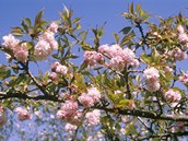 Kvetouc okrasn tee (Prunus serrualata Kiku shidare sakura) by mla