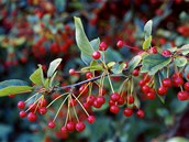 Okrasn jablo (Malus sargentii) na jae ble kvete, na podzim zahradu zdob