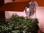 Policie v dom u Uherskho Hradit odhalila pstrnu marihuany a varnu