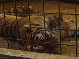 Čtyřměsíční tygří slečny Taru, Inu, a Tajgu (na snímku s desetiletou mámou