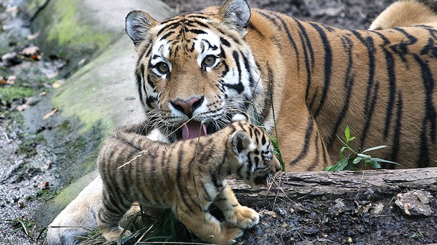 Tygřice Tsamara se svými mláďaty ve výběru plzeňské zoo.