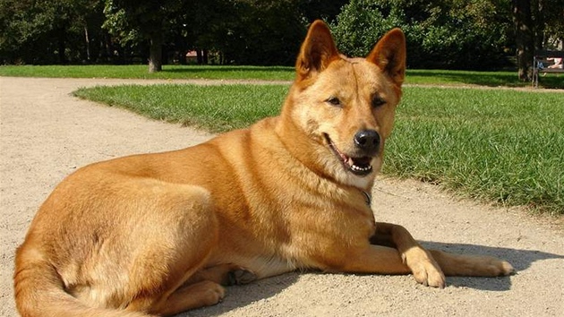 Pes dingo je jedním z pedk australského honáckého psa