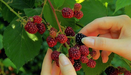 Ostruina potebuje oporu v podob míky nebo drátku. Plody trhejte a uzrálé,