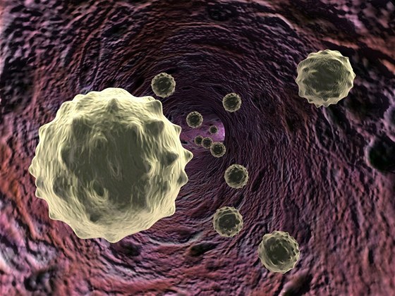 Bílé krvinky (ilustrační záběr)