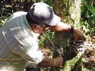 Instalace jedné z kamer na strom v kostaInstalace jednoho z fotoaparát na strom v kostarickém pralese. Skryté pístroje pozdji zachytily zvíata v jejich pirozeném prostedí a nevyruovala je pítomnost lovka. rickém pralese