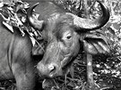 Skrytý fotoaparát v Tanzánii zachytil Buvola afrického bhem jeho naprosto pirozeného chování. 