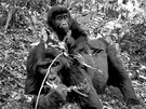 Dojemný snímek Gorily horské, která nese na zádech své mlád v Ugand, který poídil skrytý automatický fotoaparát v rámci vdecké studie. 