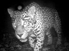 Jaguár americký, kterého vyfotil skrytý fotoaparát reagující na teplo a pohyb v Surinamu.