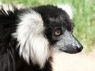 Lemur vari ernobílý, zvaný Blou, odcestoval do Zoo Zájezd. 
