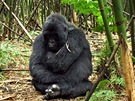 Gorily v pralese ve Rwand