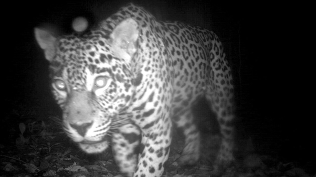 Jaguár americký, kterého vyfotil skrytý fotoaparát reagující na teplo a pohyb v Surinamu.