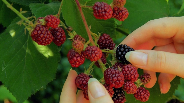 Ostru�ina pot�ebuje oporu v podob� m�í�ky nebo drátku. Plody trhejte a� uzrálé,