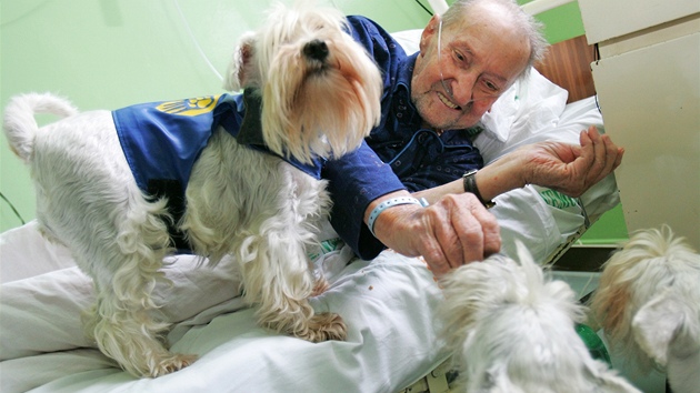 Bohumír Petrásek má doma anglické kokrpanly a psí návtvy jej vdy vytrhnou