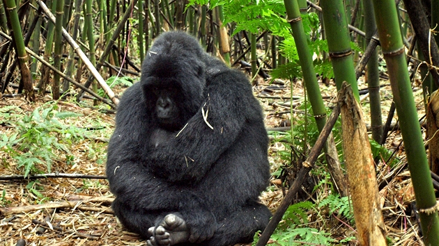 Gorily v pralese ve Rwand