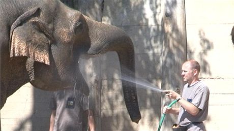 Sloni v prask zoo se ochlazuj v baznu, miluj i sprchovn.