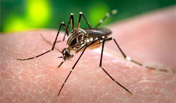 Komáři se přemnožili na Břeclavsku. Ilustrační snímek