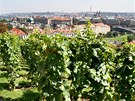 Svatováclavská vinice pod Praským hradem