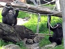 Jak gorilka Moja proívá souasná vedra