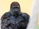 Gorilí samec a mladí ze dvou samiek z pírodního parku Cabárceno na severu