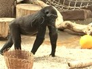 Gorila Moja v praské zoo
