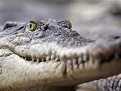 Krokodýlí zoo v Protivíně.