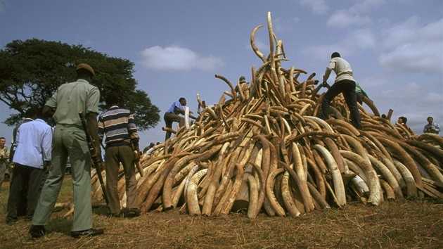 Nelegální obchod se slonovinou kvete 