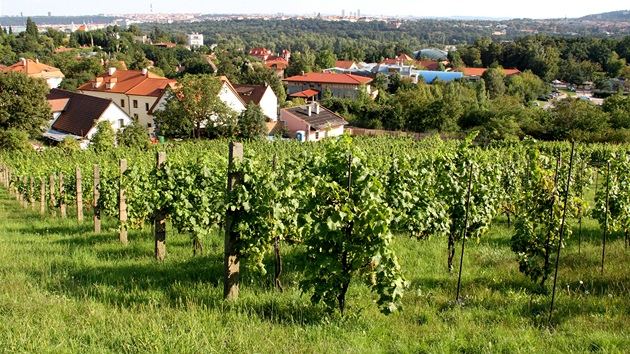 Praská vinice Salabka