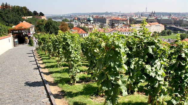 Svatováclavská vinice pod Pražským hradem