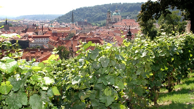 Svatováclavská vinice pod Pražským hradem