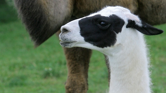 V sobotu byla ve Vtrovech u Tábora otevena nová zoologická zahrada.