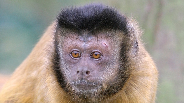 V sobotu byla ve Vtrovech u Tábora otevena nová zoologická zahrada.