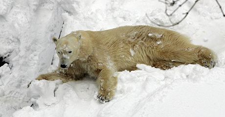 Medvdice Cora z brnské zoo.