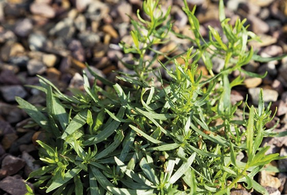 Pelyněk estragon (Artemisia dracunculus)