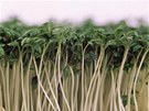 eicha zahradní (Lepidium sativum)
