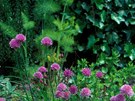 Paitka pobení (Allium schoenoprasum)
