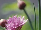 Paitka pobení (Allium schoenoprasum)