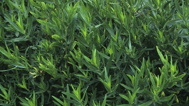 Pelynk estragon (Artemisia dracunculus)