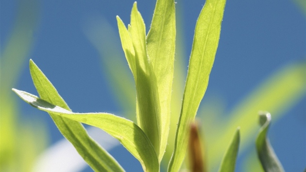 Pelynk estragon (Artemisia dracunculus)