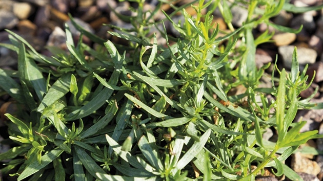 Pelyněk estragon (Artemisia dracunculus)