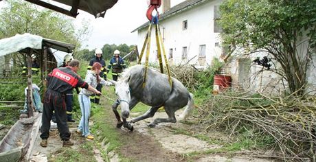 Podobn jako loni v Merklín na Plzesku vytáhli hasii zaklínného kon pomocí popruh a jeábu.